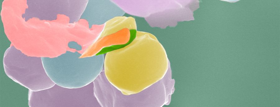 fourth banner image